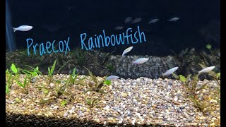 Adding Rainbow Fish to Planted Tank [upl. by Idaline]