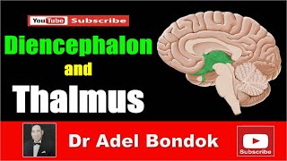 Diencephalon and Thalamus Dr Adel Bondok [upl. by Tobiah]