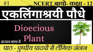 एकलिंगाश्रयी पौधे।। Dioecious plant।।biology neet SudheerSirJi [upl. by Atled]