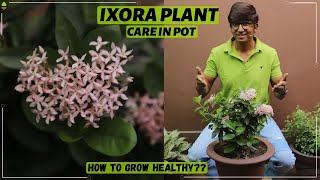 IXORA Plant Care in Pot  Ixora Summer Care  How to Grow Ixora Healthy  Ixora Flowering [upl. by Eelamme]