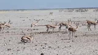 Lion Attempts to Hunt Oryx in Namibia [upl. by Olcott]