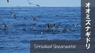 Streaked Shearwater オオミズナギドリ 【野鳥撮影野鳥動画】 [upl. by Yenhpad]