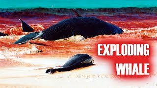 Exploding Whales  Sperm whale beaching Bremer Bay Western Australia [upl. by Iad512]