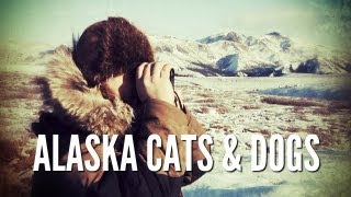 Alaska Predators  Trapping and Hunting in Alaska [upl. by Odrawde]