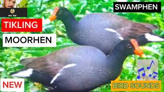 Tikling Na Moorhen  Swamphen Natural Call Sound  Ibong Uwis Moorhen Bird SoundsPara Maraming Huli [upl. by Htebazil524]