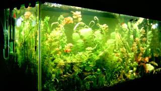 3 week growth planted aquarium time lapse [upl. by Doowle]