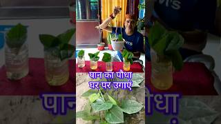 पान का पौधा घर में उगाएं  How to Grow Betel Leaf Plant easily garden [upl. by Yanttirb547]