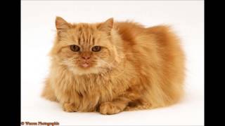 Persian Cat  Sound Effect [upl. by Alaj]