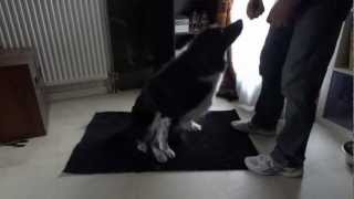 Vidéo 5 Réhabilitation canine Looh Travail couché debout 1 [upl. by Htieh]