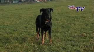 Berger de Beauce Beauceron Informationen zur Rasse [upl. by Anig]