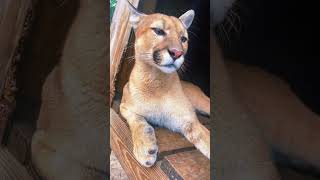 Cougar Reacting to Lemur Sounds FUNNY [upl. by Nilek702]