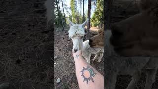 The ladykin alpacas are deciding what a treat is or isn’t [upl. by Nichola]