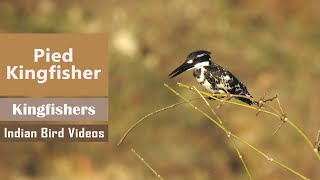 Pied kingfisher [upl. by Svensen]