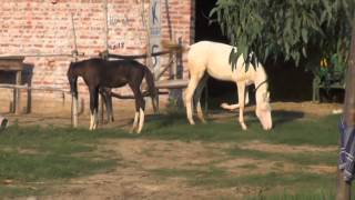 Shri Guru Amardas Dairy Farm Ramgarh Kullian Mukerian  Part  2 [upl. by Grissel]