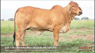 Lot 170  Rockley Miss Jacqueline 529 PS [upl. by Hyacinthe]