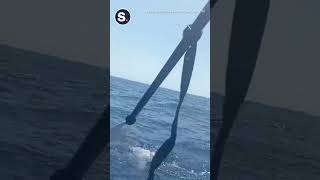 Kayaker Fights Off Hammerhead Shark With His Paddle [upl. by Sansone]