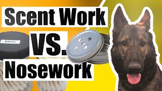 AKC Scent Work VS NACSW K9 Nose Work Dog Sports [upl. by Yasnil139]