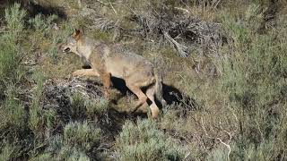 Lobo ibérico en la Montaña de Riaño  iberian Wolf in Riaño Mountain Range [upl. by Ibbob]