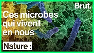 Le microbiote des bactéries indispensables à notre bienêtre [upl. by Narud803]