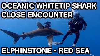 Oceanic Whitetip Shark  Close Encounter with Divers  Elphinstone Red Sea Egypt [upl. by Odraleba803]