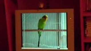 Re Banco the budgie calling chirping screaming [upl. by Yecies]