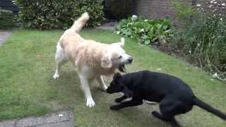 Golden Retriever vs Labrador Retriever  Dog Breed Comparison  Dog World [upl. by Boutis459]