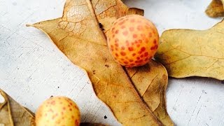 Whats INSIDE Oak Apples and Other Galls [upl. by Noraha100]