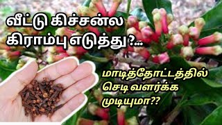 மாடித்தோட்டத்தில் கிராம்பு செடிTERRACE GARDENMAADI THOTTAM [upl. by Pessa]