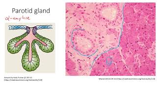 HSCI 4590 Histology salivary glands [upl. by Angela]