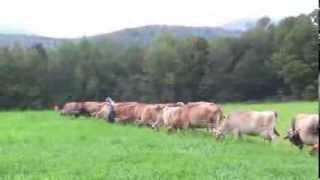 Jerseys grazing at Butterworks Farm Westfield VT [upl. by Mccully644]