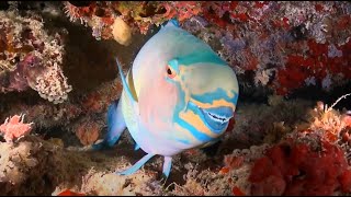 Why Parrotfish are Important [upl. by Ulda]