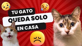 Como dejar a tu gato solo en casa [upl. by Roma]