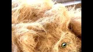 Lesson for Bleaching and dyeing of coir fibre [upl. by Renado]