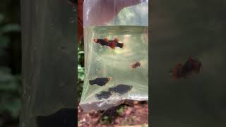 Is this the Rarest Platy Fish [upl. by Eatnahc]