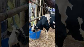 গরু guru cow goru amba hamba cow videos gorur video guru guru goro guru tiktok গরুর ভিডিও goluviral [upl. by Waneta855]