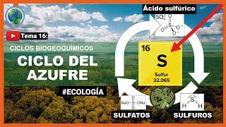 ♻️Ciclo del Azufre S explicación fácil de entender y bacterias que usan el azufre ecologia🍃 [upl. by Odrude]