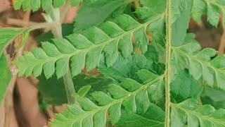 Dryopteris Fern plant pteridophyte [upl. by Ecyned967]