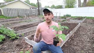 2 Ways to Plant Tomatoes for Best Results [upl. by Jurgen]