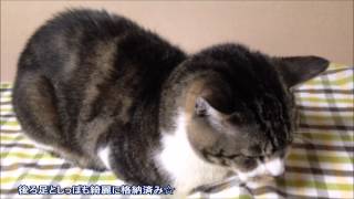 100点満点の香箱座りをする猫 気品漂うリキちゃん【リキちゃんねる 猫動画】Pretty cat [upl. by Ekal]