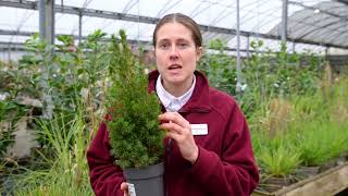 Plant of the Week  Picea glauca Conica [upl. by Enyaj361]