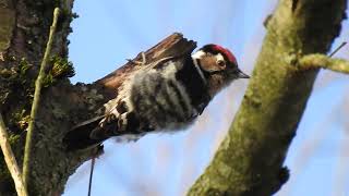 Lesser spotted Woodpecker Kleine Bonte Specht [upl. by Oruntha]