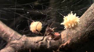 Brown Widow Latrodectus geometricus Tending To Egg Sac [upl. by Einahpehs776]