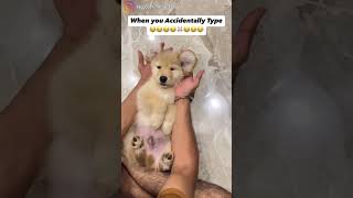 When U Accidentally Type 😂😂😂🐰😂😂😂 dog dog lover viralvideo shorts funny dogs goldenretriever [upl. by Hays10]