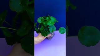 Hydrocotyle Tripartita growing out of the water Heavily planted tank [upl. by Relyuhcs]