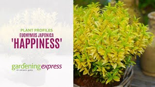 Euonymus japonica  Happiness [upl. by Isdnyl]