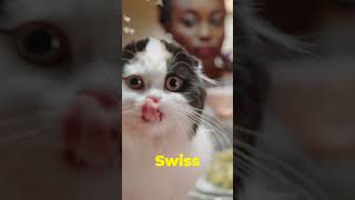 Why Do Cats Purr 5 Amazing Facts🐱 Cats Purring FelineScience CatFacts [upl. by Akinajnat]