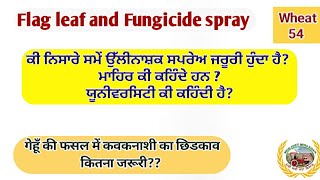 Flag leaf and Fungicide spray  ਕੀ ਨਿਸਾਰੇ ਸਮੇਂ ਉੱਲੀਨਾਸ਼ਕ ਜਰੂਰੀ ਹੈ [upl. by Ariek]