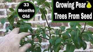 How To Grow Pear Trees From Seed  33 Months Old [upl. by Aldredge528]