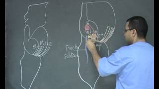 NeuroAnatomieNerf Facial [upl. by Alain]