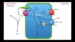 Titratable Acid Handling in the Nephron [upl. by Oys789]